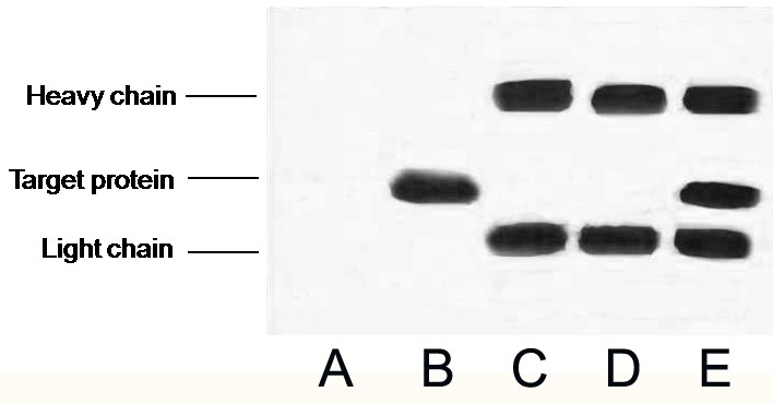 Fig.2. IP (1:200)-WB (1:5000) analysis of VSV-G Tag fusion protein expression in 293 cells. Untransfected 293 cell lysate (lane A), transfected 293 cell lysate with VSV-G tag protein (lane B); IP untransfected 293 cell lysate with Anti VSV-G tag mAb (lane C); IP transfected 293 cell lysate with normal Mouse IgG (lane D) or with Anti VSV-G tag mAb (lane E). 