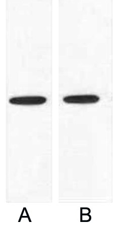 Fig.1. Western blot analysis of 1ug VSV-G fusion protein with Anti-VSV-G mouse monoclonal antibody in 1:5000 (lane A) and 1:10000 (lane B) dilutions.