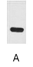 Fig. Western blot analysis of TAP recombinant protein with Anti-TAP tag monoclonal Antibody (4H2) at 1:5000 dilution.