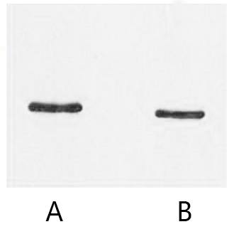 Fig. Western blot analysis of SRT-tag recombinant protein with anti-SRT tag monoclonal Antibody (11G3) at 1:5000 (lane A) and 1:10000 (lane B) dilutions, seperately.