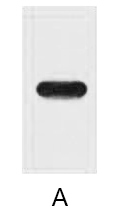 Fig.Western blot analysis of Strep-Tag II fusion protein with Anti-Strep-Tag II monoclonal antibody(8C12) at 1:5000 dilution.