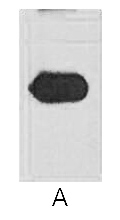 Fig. Western blot analysis of mOrange fusion protein with anti-mOrange tag monoclonal Antibody (9A10) at 1:5000 (lane A) dilution.