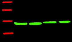 Fig.1.Western blot analysis of Arabidopsis, primary antibody (A01050) was diluted at 1:5000, secondary antibody: A23710.
