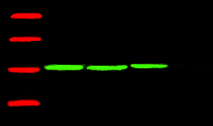 Fig.1.Western blot analysis of Corn, primary antibody (A01050) was diluted at 1:5000, secondary antibody: A23720.