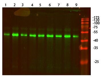 Fig.1.Western Blot analysis of 1,hela 2,A549 3,HEPG2 4,Mouse-brain 5,Mouse-lung 6,Mouse-liver 7,Rat-brain 8,Rat-lung 9,Rat-liver cells using primary antibody (ABP50593) diluted at 1:1000 (4°C overnight). Secondary antibody：Goat Anti-rabbit IgG IRDye 800( diluted at 1:5000, 25°C, 1 hour).