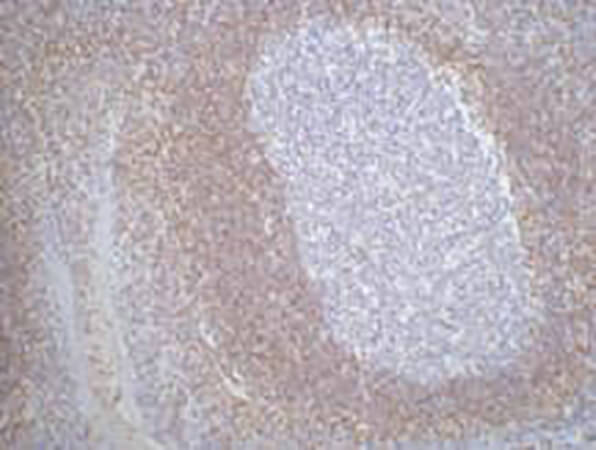 Fig.1. IHC-P staining of Human tonsil tissue paraffin-embedded, diluted at 1:200.