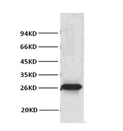 Fig.2. Western blot analysis of Hela, diluted at 1:1000.