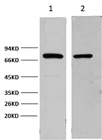 Fig.1. Western blot analysis of 1) Hela, 2) mouse brain, diluted at 1:2000.