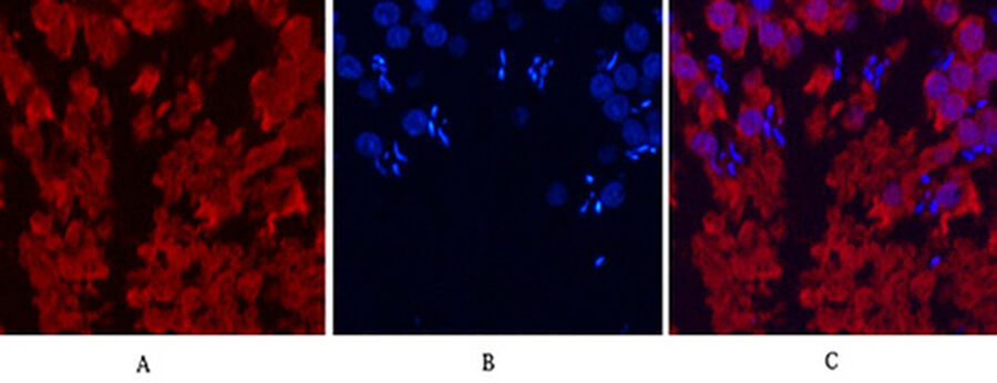 Fig.7. Immunofluorescence analysis of rat testis tissue. 1, HSP70 Monoclonal Antibody (red) was diluted at 1:200 (4°C, overnight). 2, Cy3 Labeled secondary antibody was diluted at 1:300 (room temperature, 50min). 3, Picture B: DAPI (blue) 10min. Picture A: Target. Picture B: DAPI. Picture C: merge of A+B.