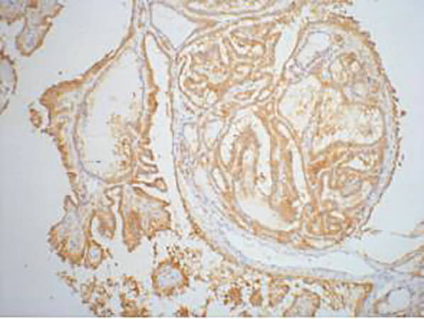 Fig.1. IHC-P staining of Human thyroid tissue paraffin-embedded, diluted at 1:200.