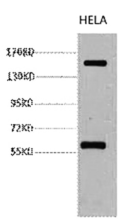 Fig.1. Western blot analysis of Hela, diluted at 1:2000.