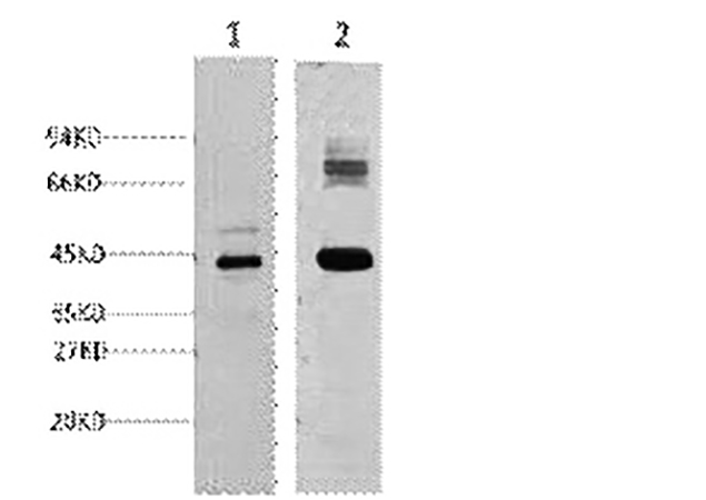 Fig.1. Western blot analysis of 1) HepG2, 2) mouse kidney, diluted at 1:1000.