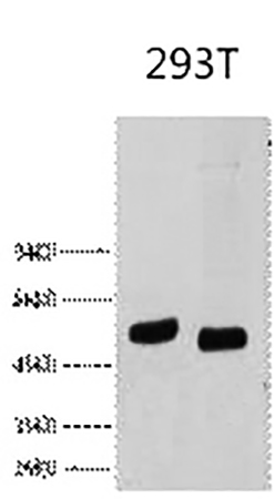 Fig.2. Western blot analysis of 293T, diluted at 1) 1:1000, 2) 1:2000.