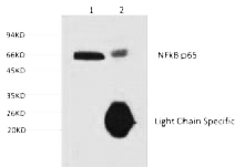 Fig.3. 1) Input: hela cell lysate, 2) IP product: IP dilute 1:200.