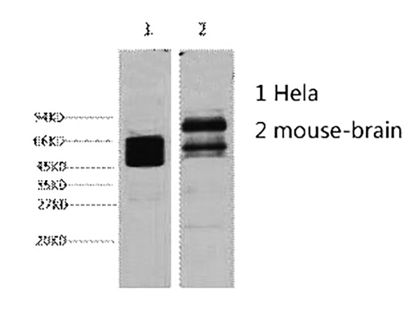 Fig.1. Western blot analysis of 1) Hela, 2) mouse brain, diluted at 1:4000.