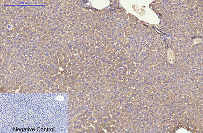 Fig.3. Immunohistochemical analysis of paraffin-embedded mouse liver tissue. 1, CK8 Monoclonal Antibody was diluted at 1:200 (4°C, overnight). 2, Sodium citrate pH 6.0 was used for antibody retrieval (>98°C, 20min). 3, secondary antibody was diluted at 1:200 (room temperature, 30min). Negative control was used by secondary antibody only.
