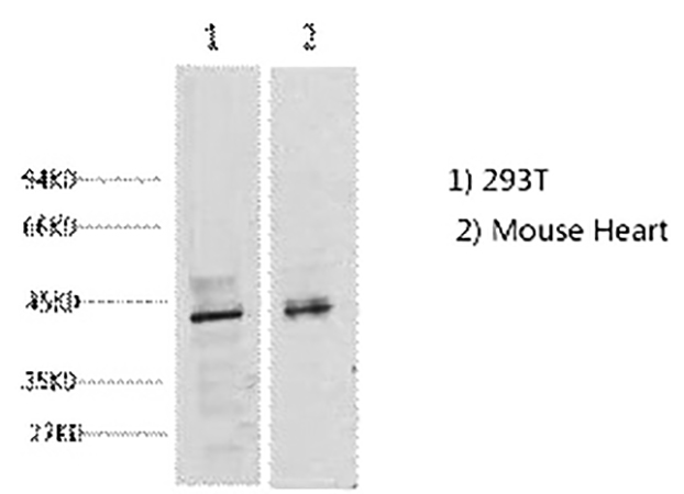 Fig.1. Western blot analysis of 1) 293T, 2) Mouse Heart tissue, diluted at 1:2000.
