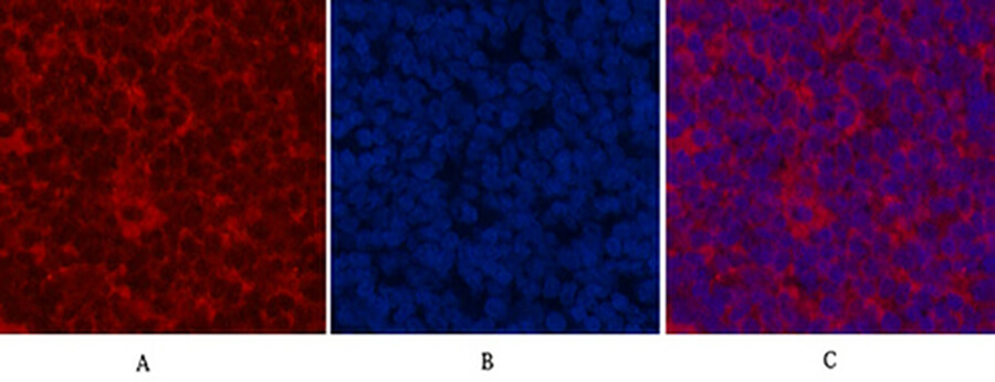 Fig.6. Immunofluorescence analysis of rat spleen tissue. 1, CDX2 Monoclonal Antibody (red) was diluted at 1:200 (4°C, overnight). 2, Cy3 Labeled secondary antibody was diluted at 1:300 (room temperature, 50min). 3, Picture B: DAPI (blue) 10min. Picture A: Target. Picture B: DAPI. Picture C: merge of A+B.