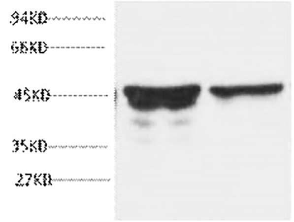 Fig.1. Western blot analysis of rat brain tissue, diluted at 1:5000.