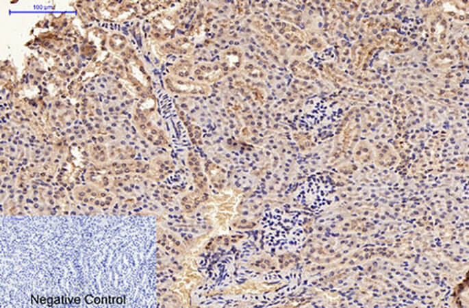 Fig.3. Immunohistochemical analysis of paraffin-embedded mouse kidney tissue. 1, GFAP Monoclonal Antibody was diluted at 1:200 (4°C, overnight). 2, Sodium citrate pH 6.0 was used for antibody retrieval (>98°C, 20min). 3, secondary antibody was diluted at 1:200 (room temperature, 30min). Negative control was used by secondary antibody only.