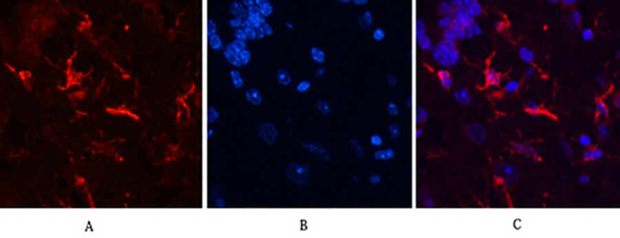 Fig.5. Immunofluorescence analysis of mouse brain tissue. 1, GFAP Monoclonal Antibody (red) was diluted at 1:200 (4°C, overnight). 2, Cy3 Labeled secondary antibody was diluted at 1:300 (room temperature, 50min). 3, Picture B: DAPI (blue) 10min. Picture A: Target. Picture B: DAPI. Picture C: merge of A+B.