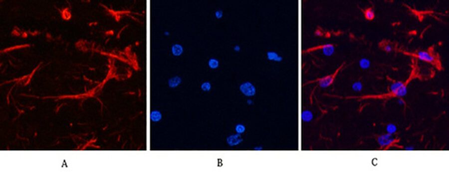 Fig.6. Immunofluorescence analysis of rat brain tissue. 1, GFAP Monoclonal Antibody (red) was diluted at 1:200 (4°C, overnight). 2, Cy3 Labeled secondary antibody was diluted at 1:300 (room temperature, 50min). 3, Picture B: DAPI (blue) 10min. Picture A: Target. Picture B: DAPI. Picture C: merge of A+B.