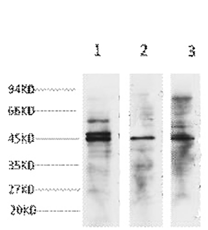 Fig.1. Western blot analysis of 1) Hela, 2) Jurkat, 3) 293T cell lysates, diluted at 1:3000.