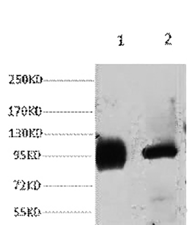 Fig.1. Western blot analysis of 1) Hela, 2) 293T, diluted at 1:2000.