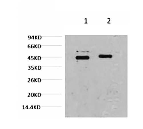 Fig.1. Western blot analysis of Hela, diluted at 1) 1:2000, 2) 1:5000.