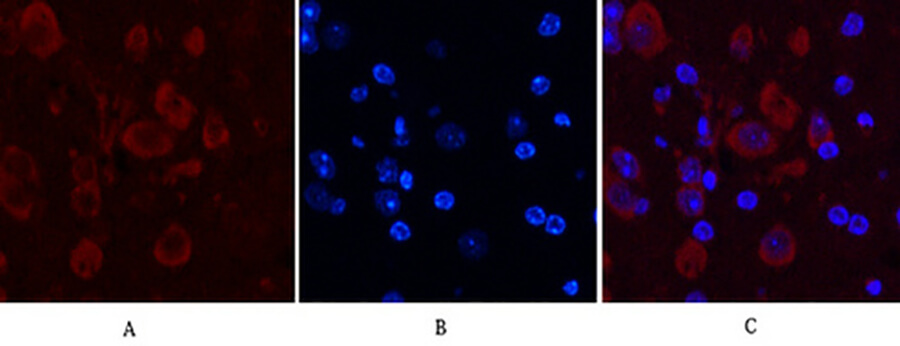 Fig.6. Immunofluorescence analysis of mouse brain tissue. 1, Caspase 9 Monoclonal Antibody (red) was diluted at 1:200 (4°C, overnight). 2, Cy3 Labeled secondary antibody was diluted at 1:300 (room temperature, 50min). 3, Picture B: DAPI (blue) 10min. Picture A: Target. Picture B: DAPI. Picture C: merge of A+B.