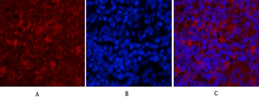 Fig.7. Immunofluorescence analysis of rat spleen tissue. 1, Caspase 9 Monoclonal Antibody (red) was diluted at 1:200 (4°C, overnight). 2, Cy3 Labeled secondary antibody was diluted at 1:300 (room temperature, 50min). 3, Picture B: DAPI (blue) 10min. Picture A: Target. Picture B: DAPI. Picture C: merge of A+B.