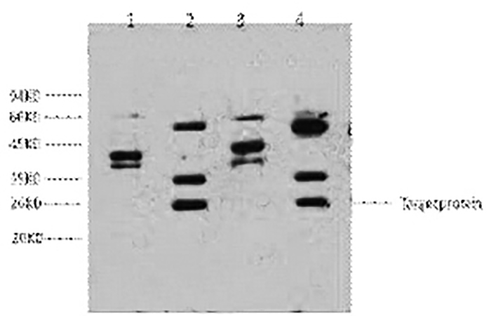 Fig.1. Western blot analysis of 1) Hela, 2) HepG2, 3) 293T, 4) Jurkat, diluted at 1:2000.