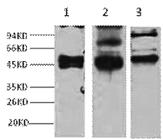 Fig.1. Western blot analysis of 1) Hela, 2) MCF7, 3) 293T, diluted at 1:2000.