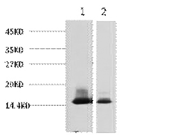 Fig.1. Western blot analysis of 1) Human Milk, 2) Milk, diluted at 1:3000.