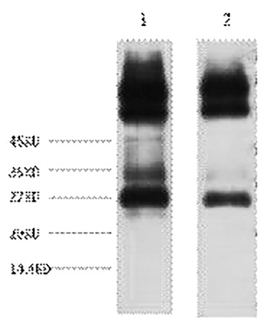Fig.1. Western blot analysis of 1) Mouse spleen tissue, 2) Rat spleen tissue, diluted at 1:3000.