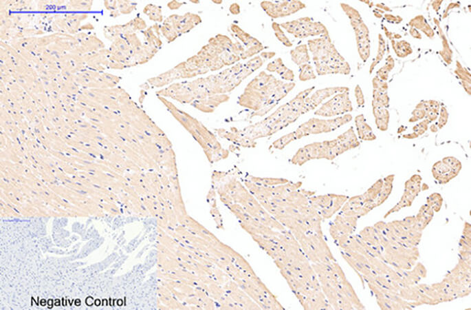 Fig.4. Immunohistochemical analysis of paraffin-embedded rat heart tissue. 1, EFHD1 Monoclonal Antibody was diluted at 1:200 (4°C, overnight). 2, Sodium citrate pH 6.0 was used for antibody retrieval (>98°C, 20min). 3, secondary antibody was diluted at 1:200 (room temperature, 30min). Negative control was used by secondary antibody only.