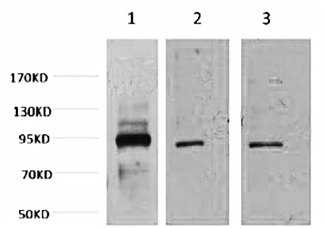 Fig.1. Western blot analysis of 1) Hela, 2) Jurkat, 3) HepG2, diluted at 1:2000