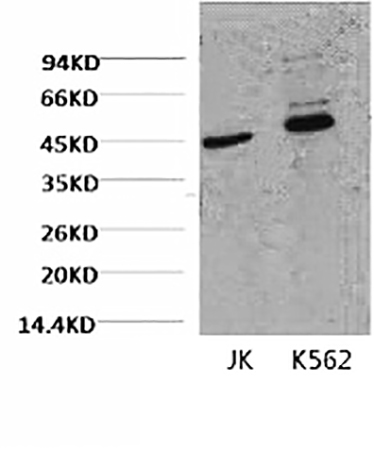 Fig.1. Western blot analysis of 1) Jurkat, 2) K562, diluted at 1:2000.