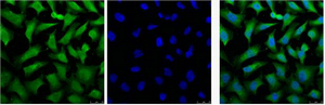 Fig.2. IF analysis of Hela, and DAPI (Right) diluted at 1:100.