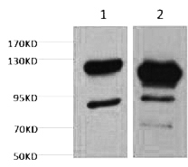 Fig. Western blot analysis of 1) Jurkat, 2) Hela, diluted at 1:2000.