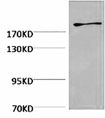 Fig.1. Western blot analysis of Hela, diluted at 1:2000.