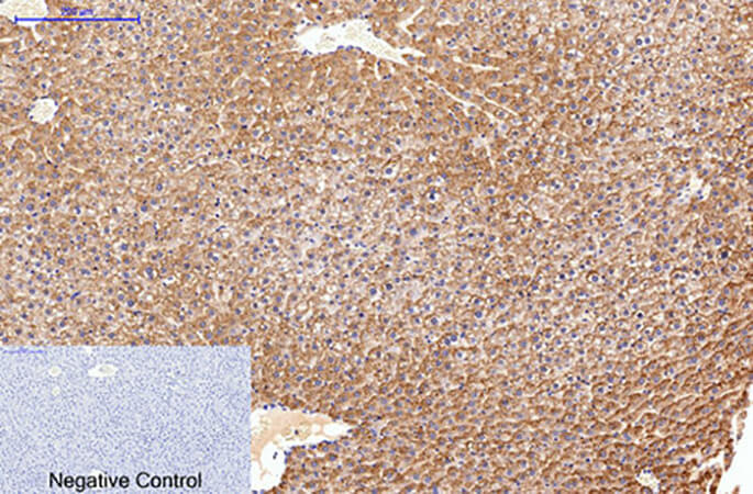 Fig.3. Immunohistochemical analysis of paraffin-embedded rat liver tissue. 1, Fibronectin Monoclonal Antibody was diluted at 1:200 (4°C, overnight). 2, Sodium citrate pH 6.0 was used for antibody retrieval (>98°C, 20min). 3, secondary antibody was diluted at 1:200 (room temperature, 30min). Negative control was used by secondary antibody only.