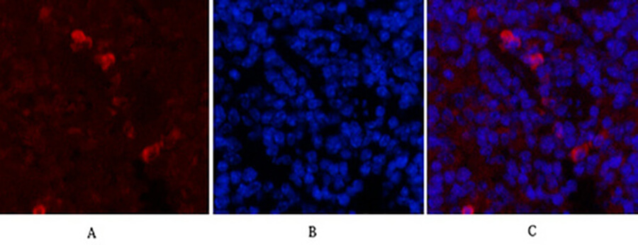 Fig.5. Immunofluorescence analysis of mouse spleen tissue. 1, Fibronectin Monoclonal Antibody (red) was diluted at 1:200 (4°C, overnight). 2, Cy3 Labeled secondary antibody was diluted at 1:300 (room temperature, 50min). 3, Picture B: DAPI (blue) 10min. Picture A: Target. Picture B: DAPI. Picture C: merge of A+B.