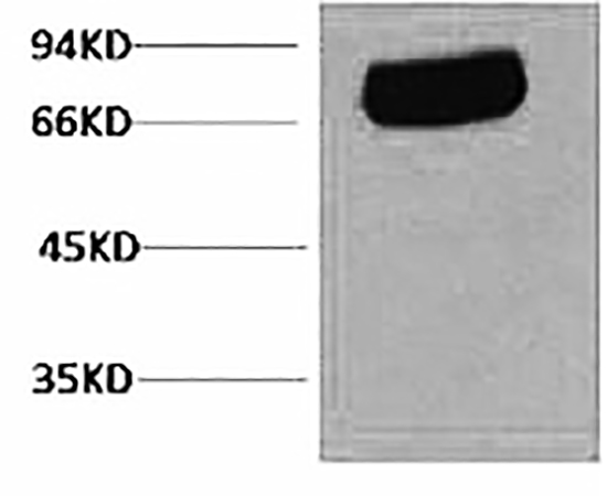 Fig.1. Western blot analysis of Human serum, mAb diluted at 1:2000.