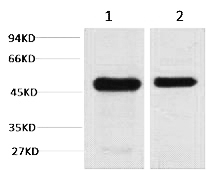 Fig. Western blot analysis of 1) Mouse Brain Tissue, 2) Rat Brain tissue, diluted at 1:2000.