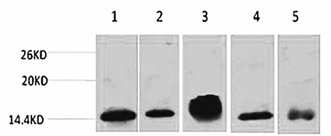 Fig.1. Western blot analysis of 1) Hela, 2) 3T3, 3) Raw264.7, 4) rat brain, 5) Rat Kidney, diluted at 1:2000.