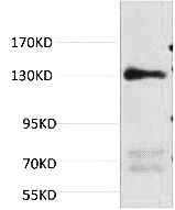 Fig.1. Western blot analysis of Rat Heart Tissue, diluted at 1:1000.