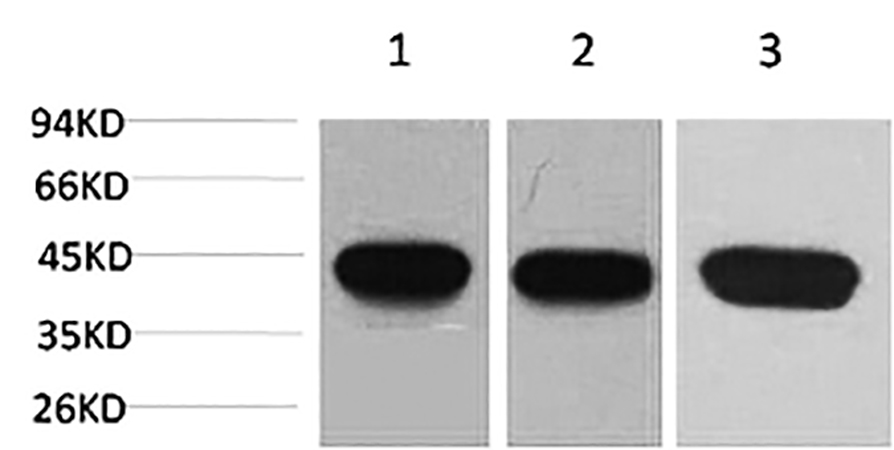 Fig.1. Western blot analysis of 1) Hela, 2) 3T3, 3) rat brain using α-SMA Monoclonal Antibody.