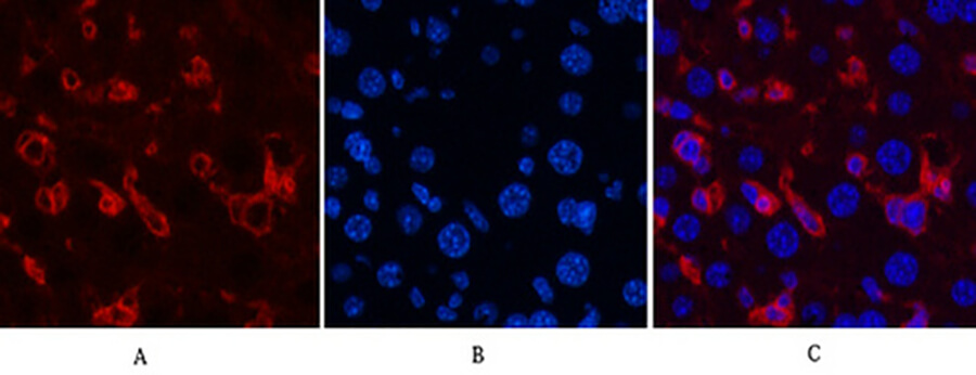 Fig.3. Immunofluorescence analysis of mouse liver tissue. 1, α-SMA Monoclonal Antibody (red) was diluted at 1:200 (4°C, overnight). 2, Cy3 Labeled secondary antibody was diluted at 1:300 (room temperature, 50min). 3, Picture B: DAPI (blue) 10min. Picture A: Target. Picture B: DAPI. Picture C: merge of A+B.