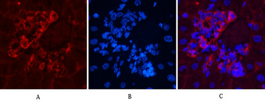 Fig.4. Immunofluorescence analysis of rat liver tissue. 1, α-SMA Monoclonal Antibody  (red) was diluted at 1:200 (4°C, overnight). 2, Cy3 Labeled secondary antibody was diluted at 1:300 (room temperature, 50min). 3, Picture B: DAPI (blue) 10min. Picture A: Target. Picture B: DAPI. Picture C: merge of A+B.